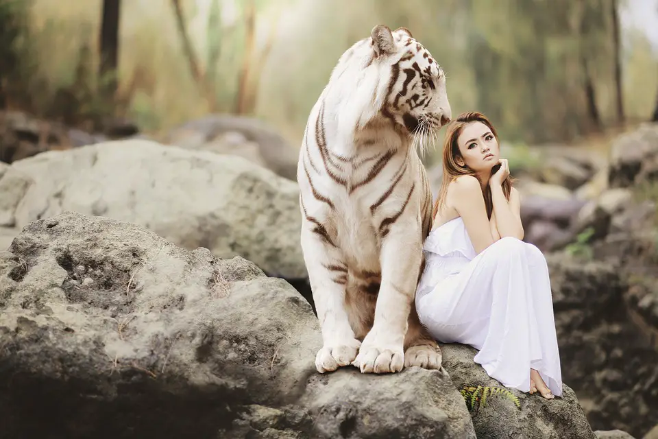 White tiger and asian girl sitting on stone